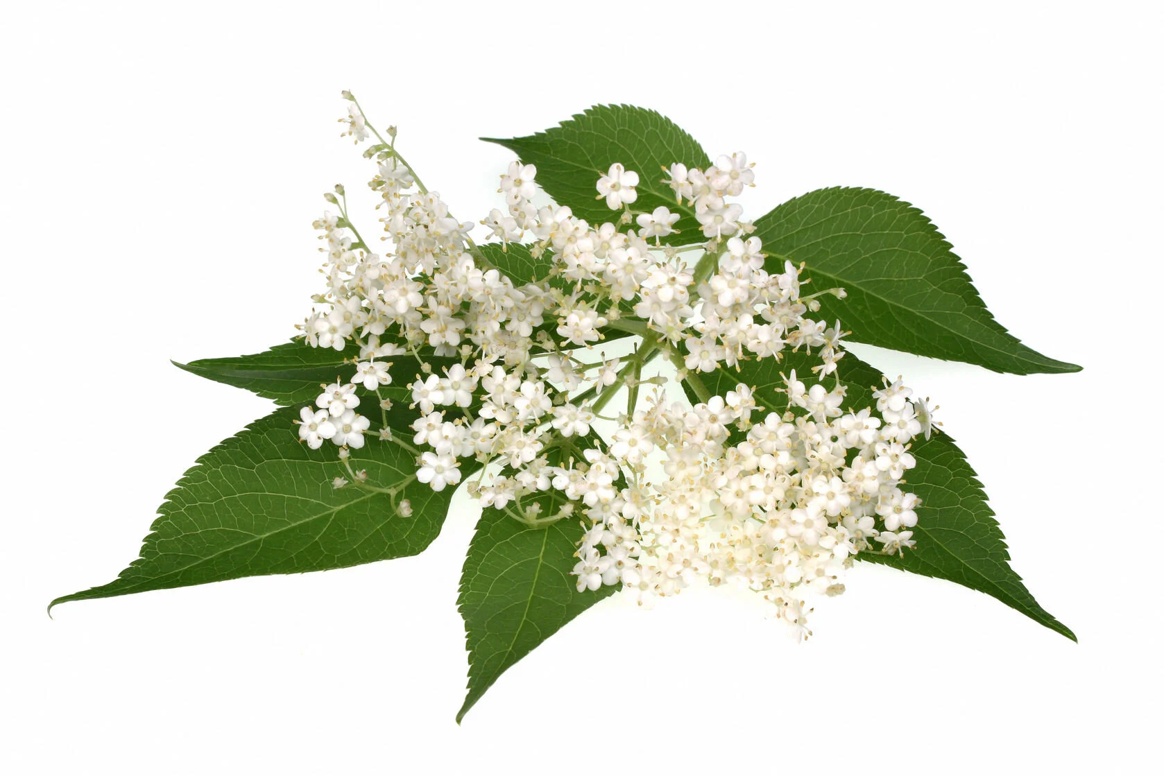 Le Sureau, votre allié en début d’infection.