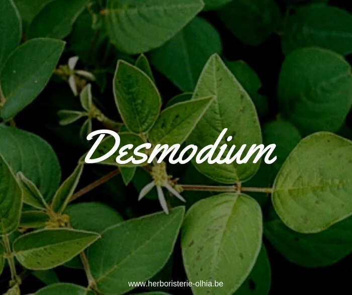 Le Desmodium, l'allié de votre foie (podcast)