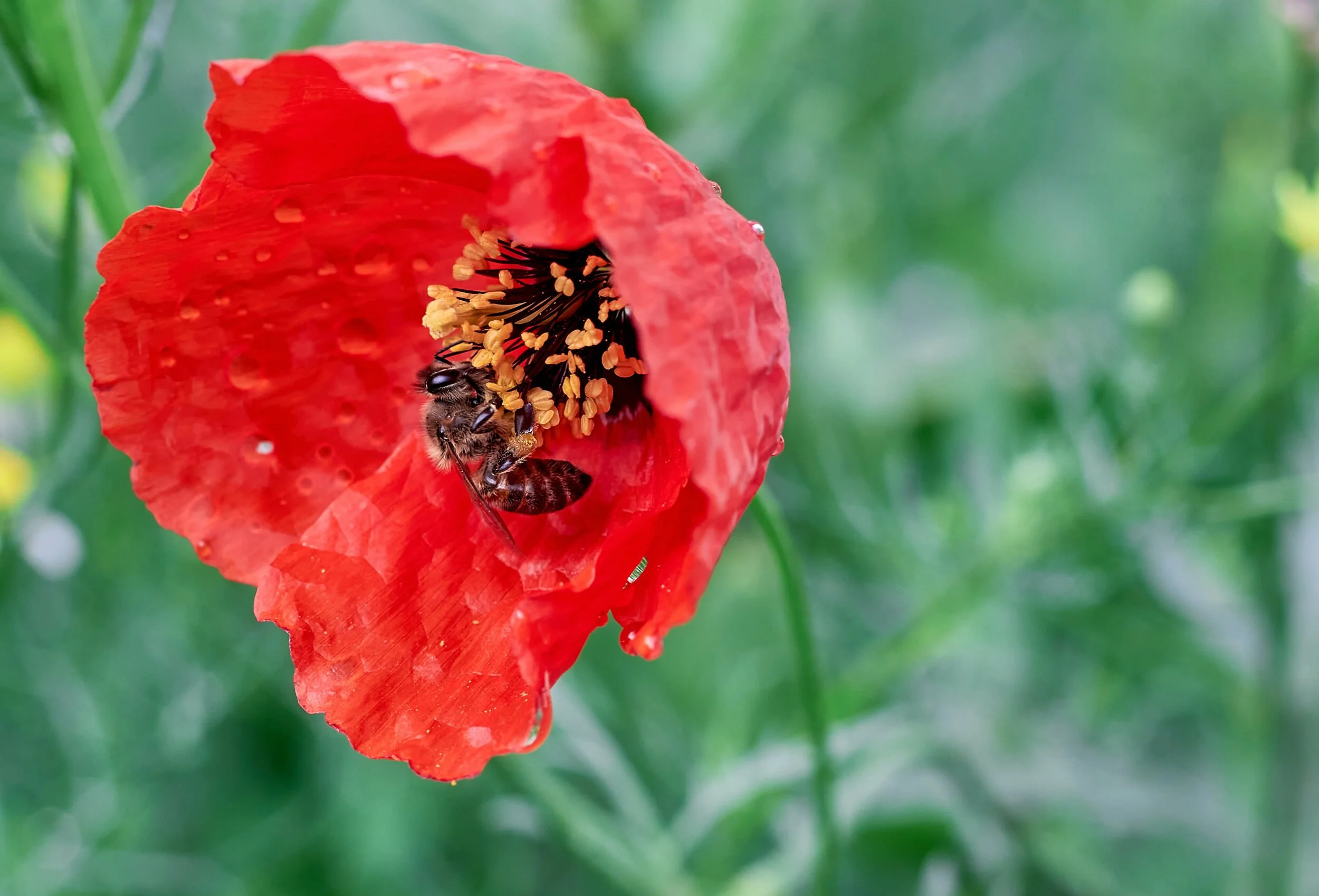 Sirop de Coquelicot