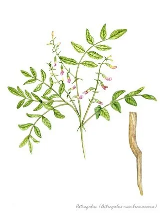 L’astragale, plante de la longévité.
