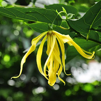 Quelles sont les propriétés de l’huile essentielle d’ylang ylang ?