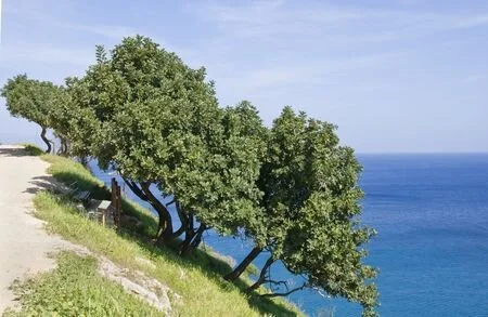 Huile essentielle de lentisque pistachier