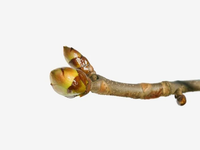 Qu’est-ce que la Gemmothérapie?