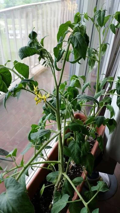 Connaissez - vous les propriétés médicinales de la tomate?