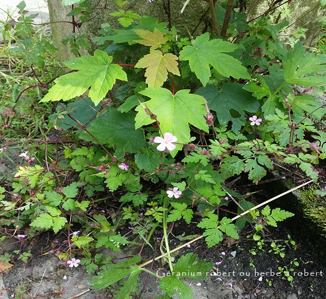 Découvrez les propriétés du Géranium robert