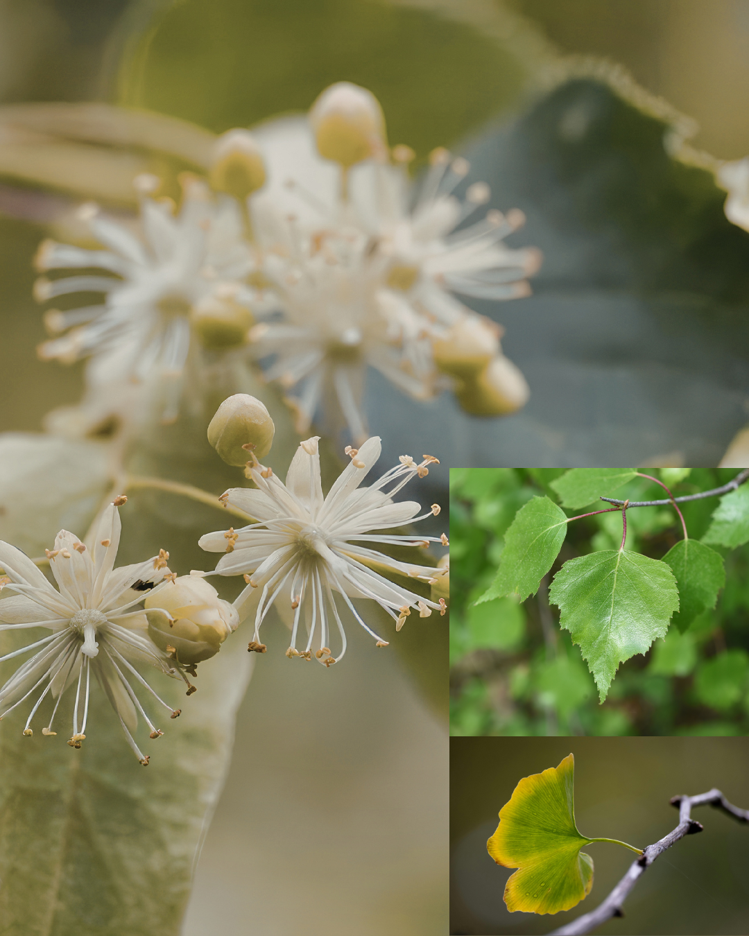 Tisane feuille d'arbre : 9 espèces médicinales à découvrir au printemps