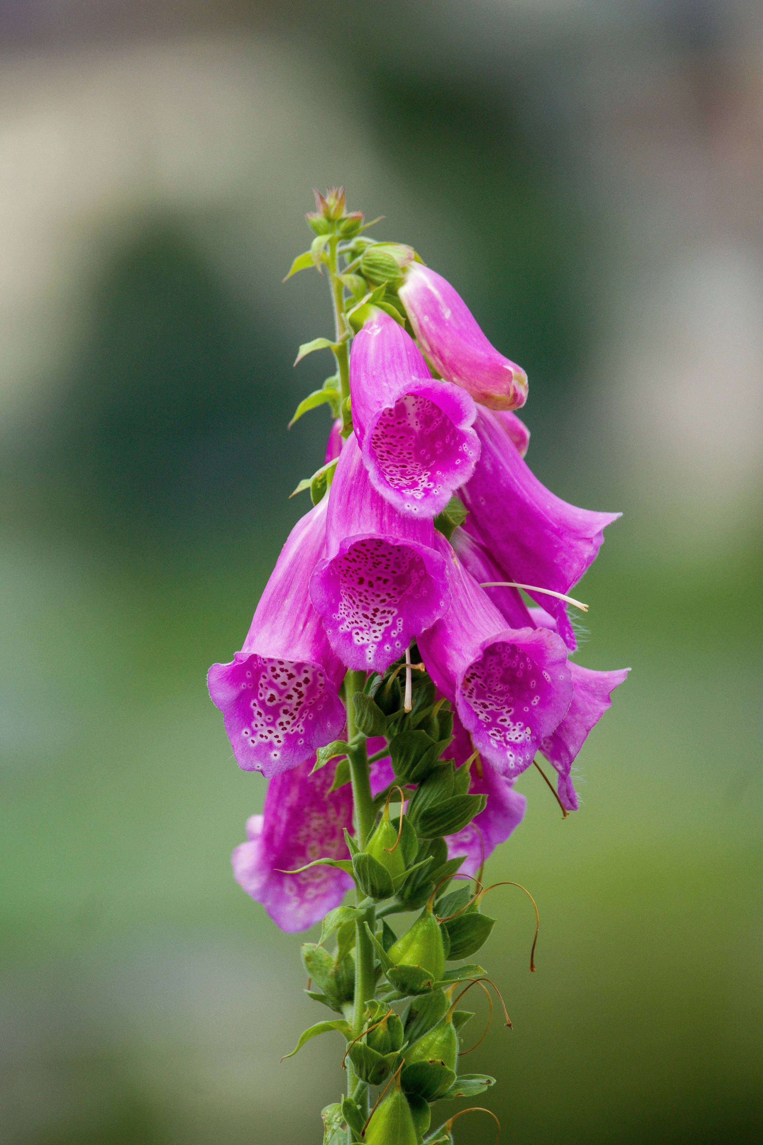 Digitale pourpre en fleur, plante médicinale toxique utilisée en cardiologie