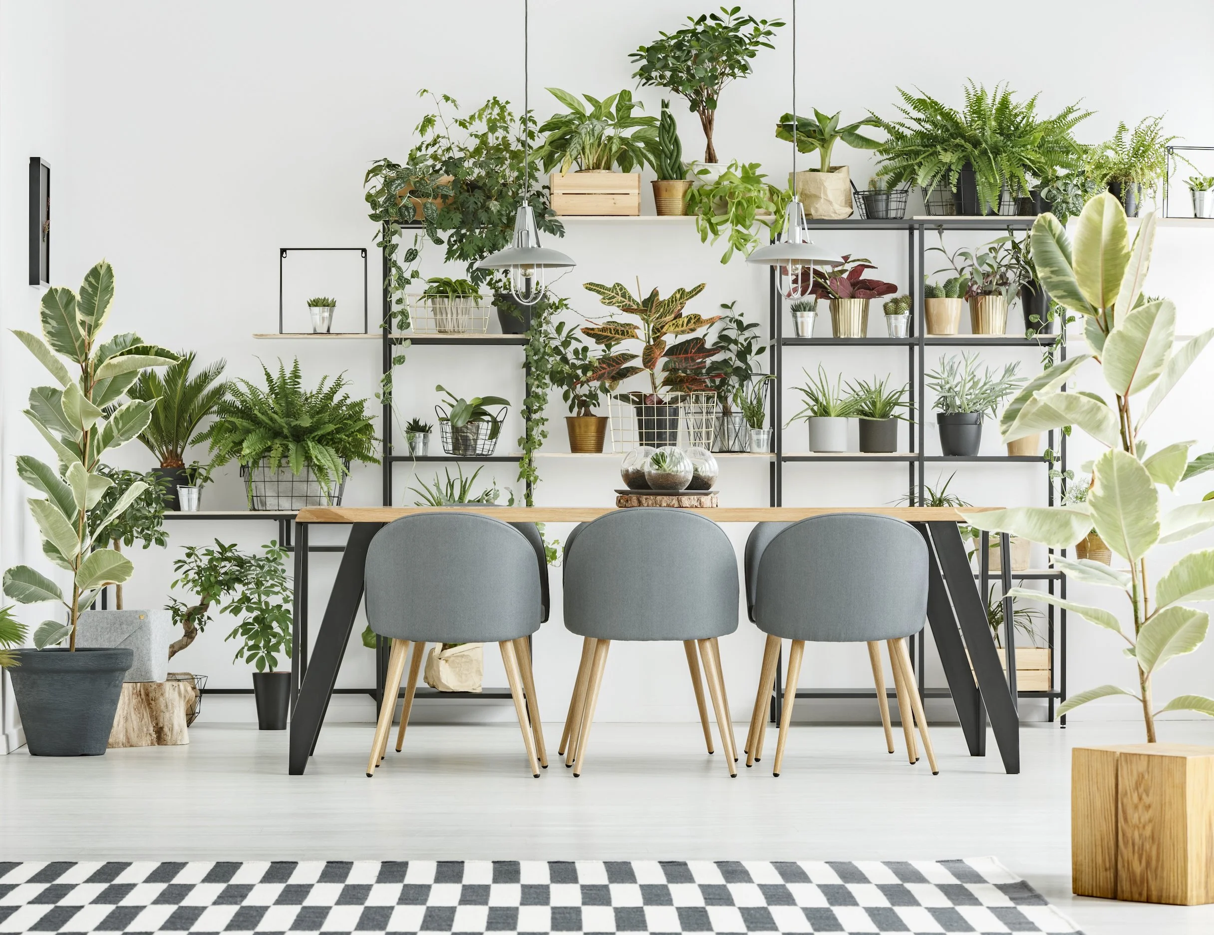 Create Thriving Interiors with Plants
