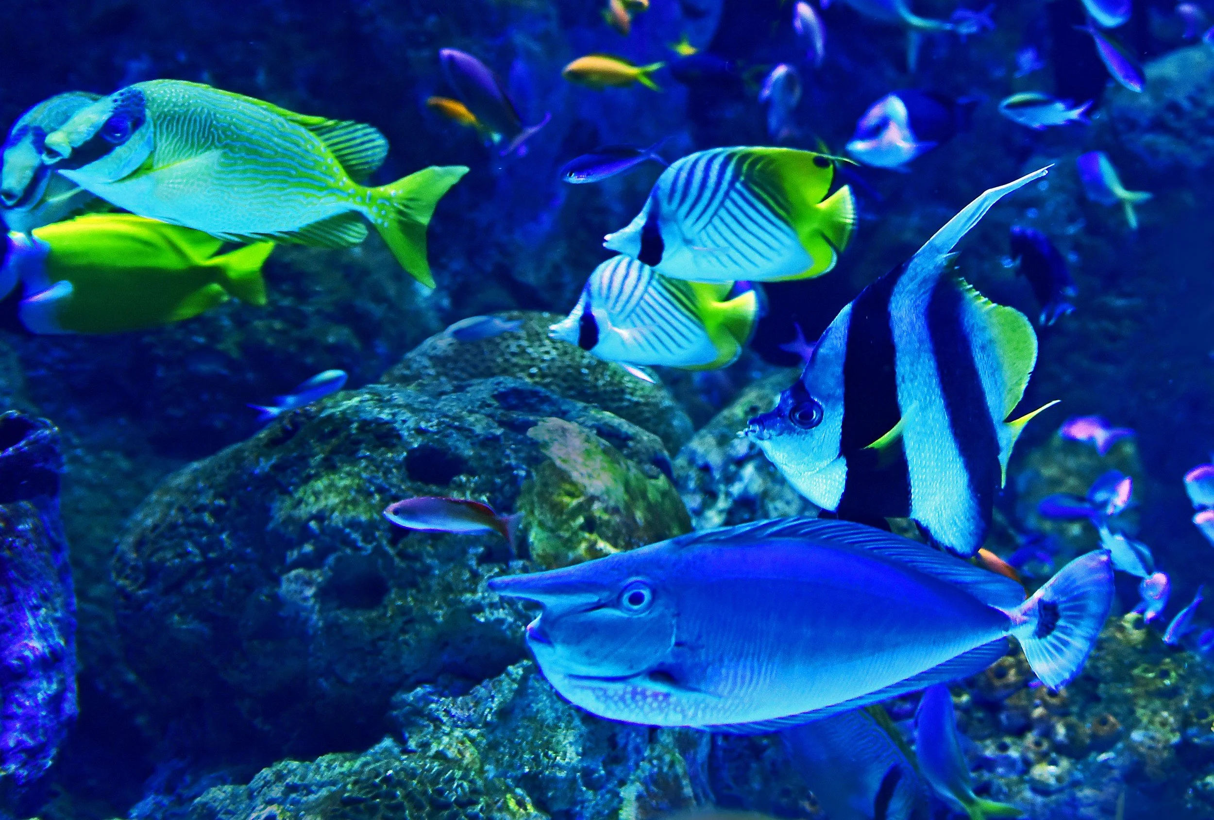 Colorful tropical fish swimming underwater, including yellow, black, and white striped fish and a large fish with yellow and blue markings, in a coral reef environment.