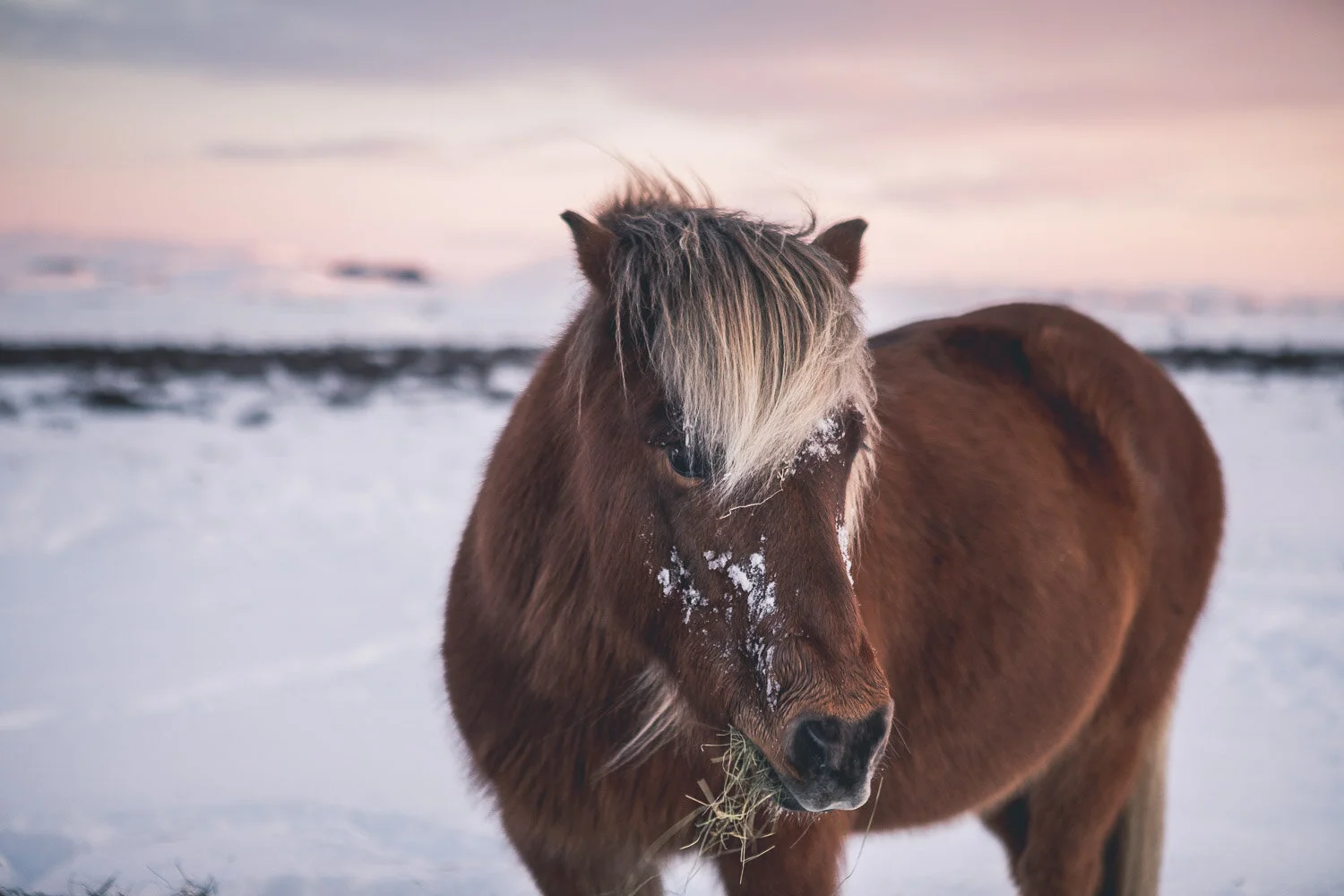 20190129_Iceland_5D4_98.jpg