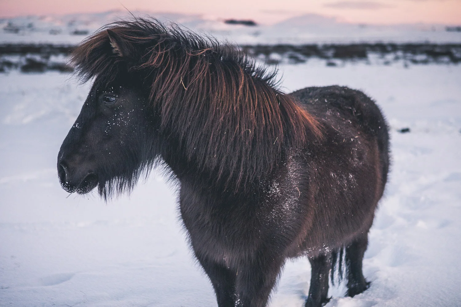 20190129_Iceland_5D4_107.jpg