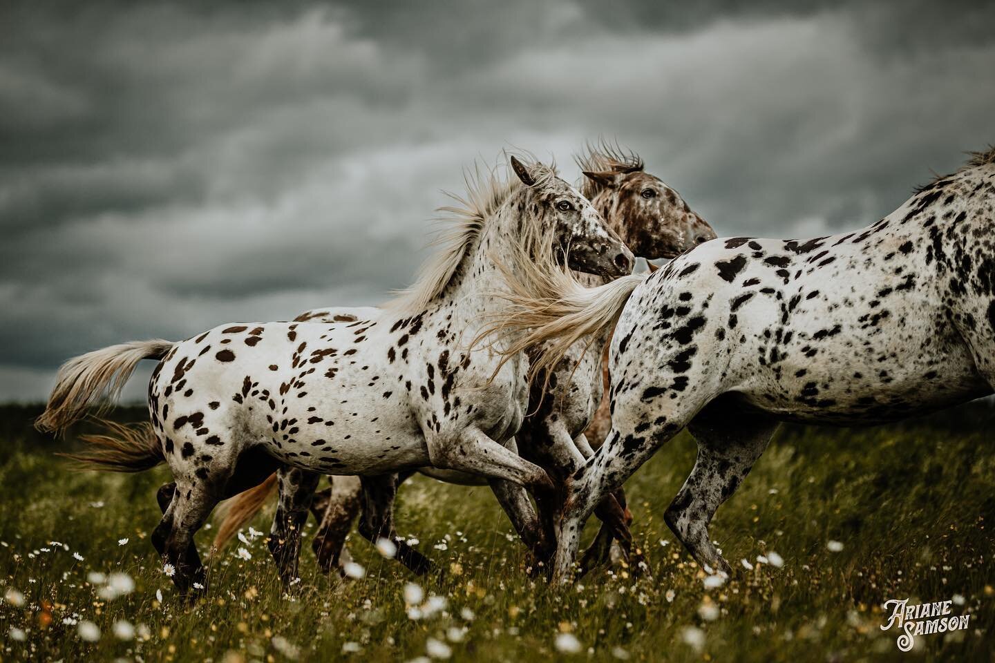 Depuis toute petite, j'ai une fascination avec l'Appaloosa, chaque cheval &agrave; une robe bien unique. Je vous partage un des plus beaux moments de ma vie. 

J'avais &eacute;t&eacute; photographier cet &eacute;levage en Mauricie et je suis convainc