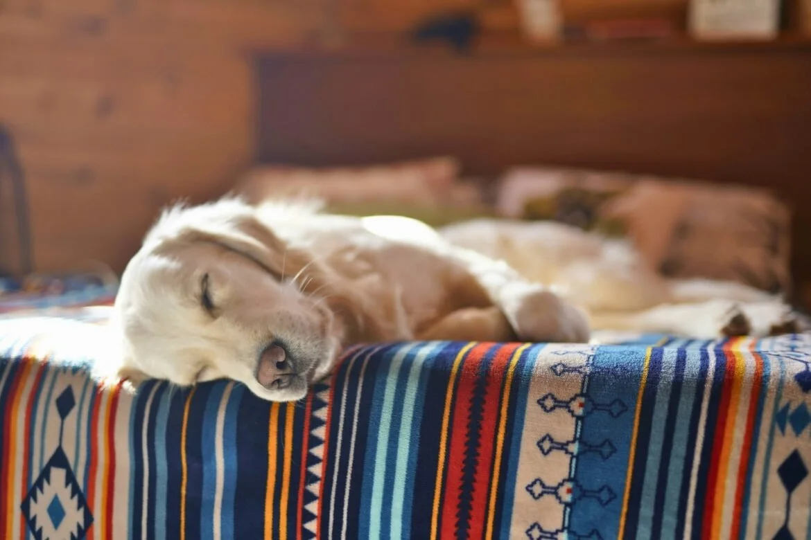 Pup-Friendly Stays in Ontario’s North
