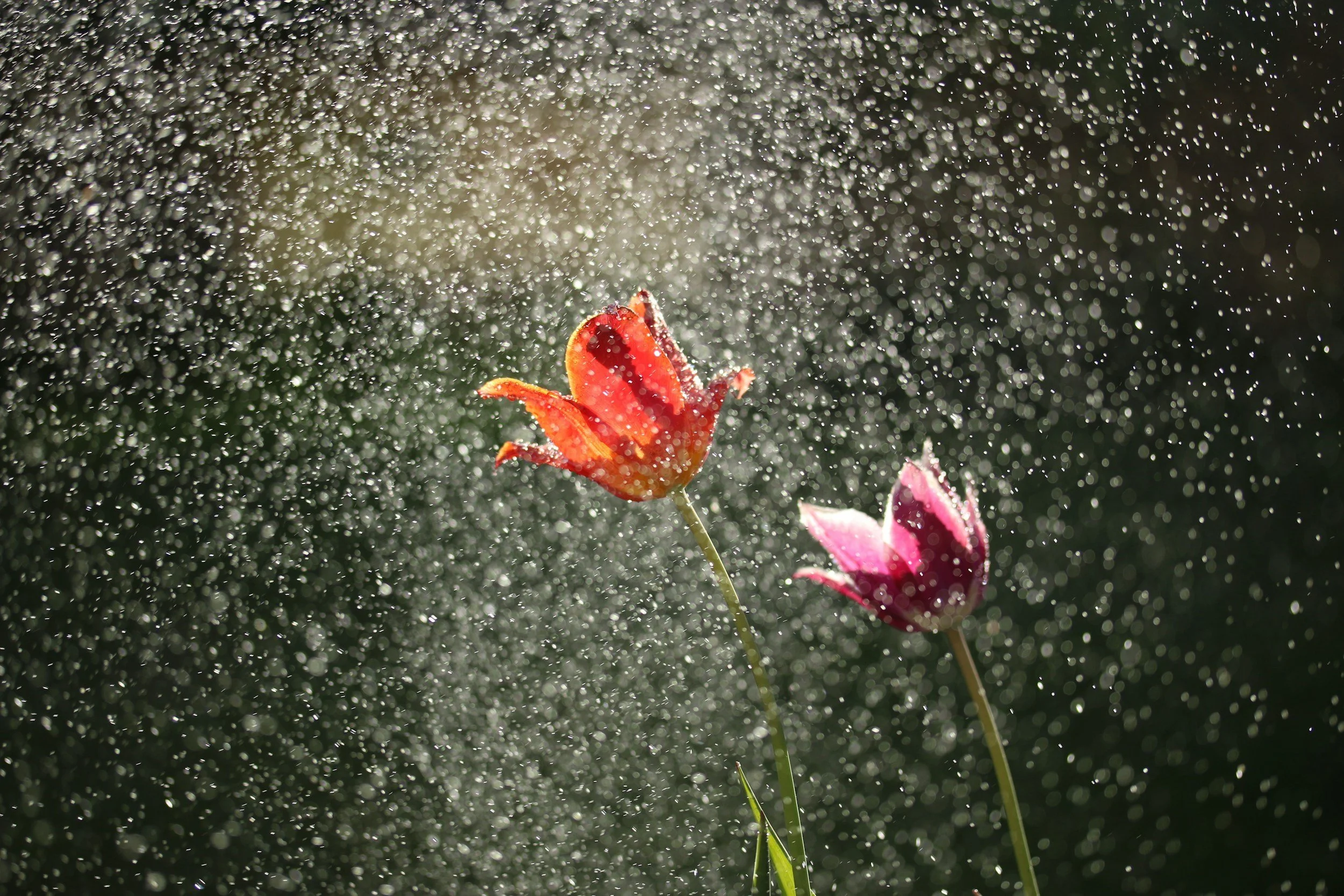 Two colorful tulips, one red and one pink, being sprayed with water in the rain, with water droplets captured in the air.