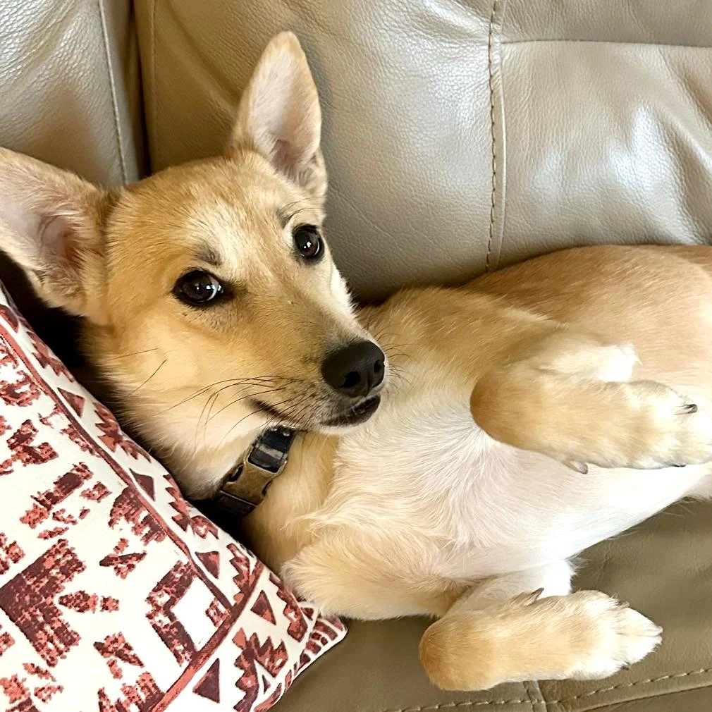 Bella.jpeg