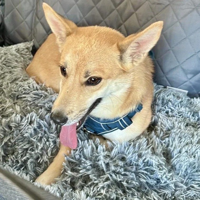 Bella3.jpeg