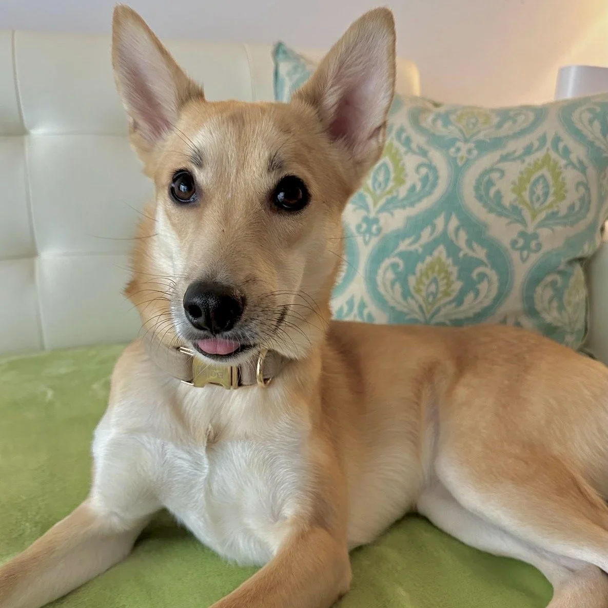Bella5.jpeg