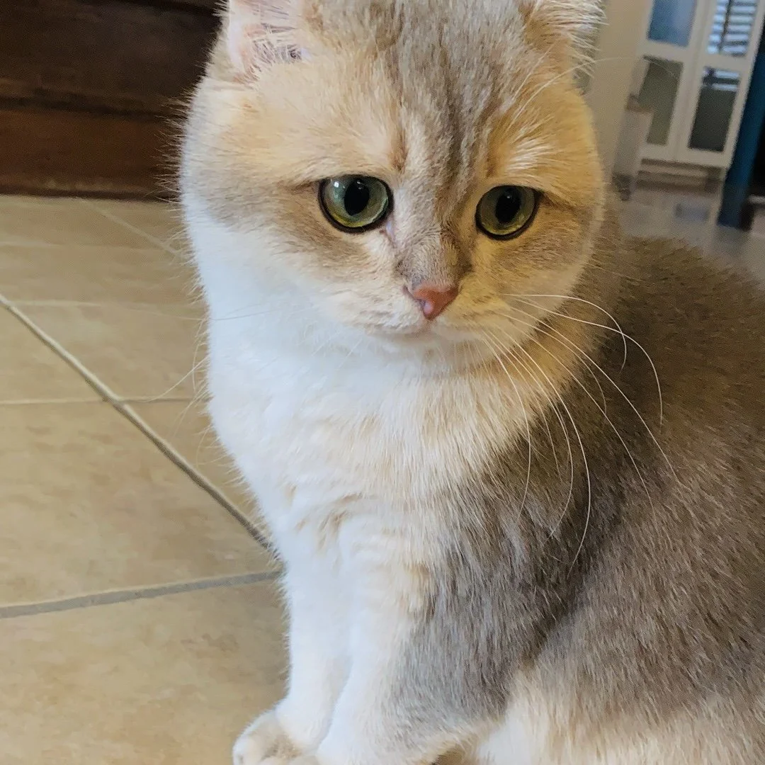 Toby