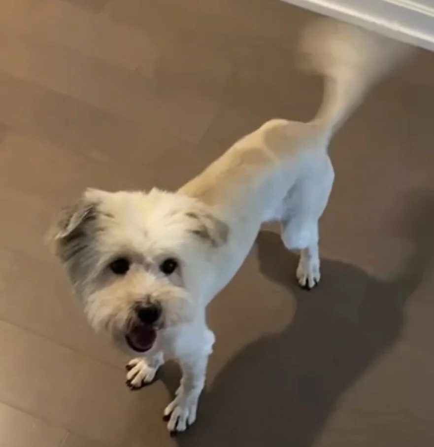 Ollie