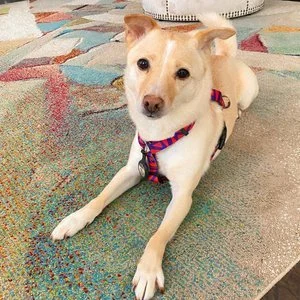 Bella