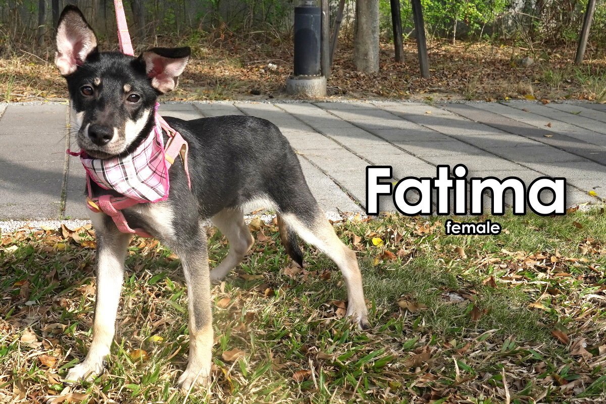 Fatima 05.jpg