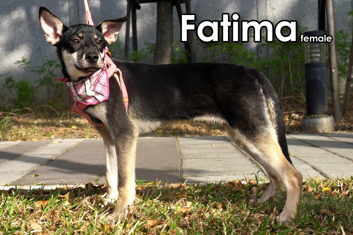 Fatima 03.jpg