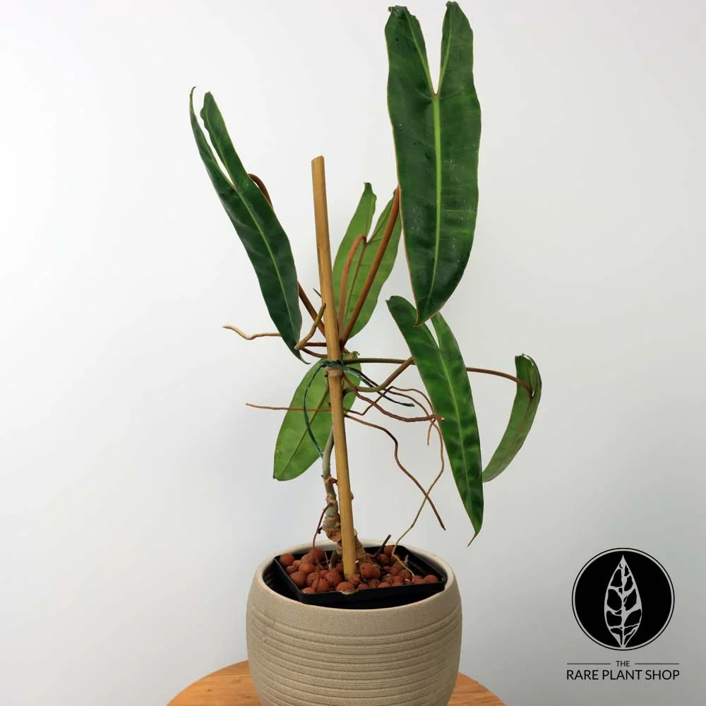 Store — The Rare Plant Shop