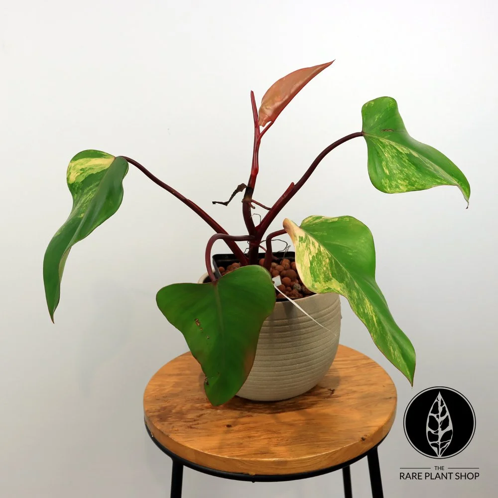 Store — The Rare Plant Shop