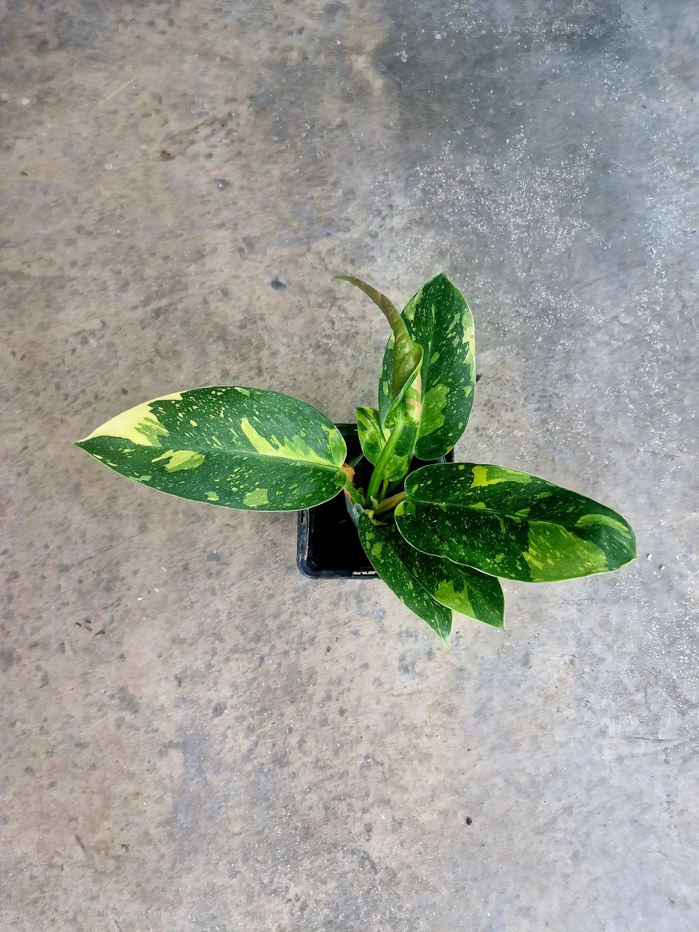Store — The Rare Plant Shop