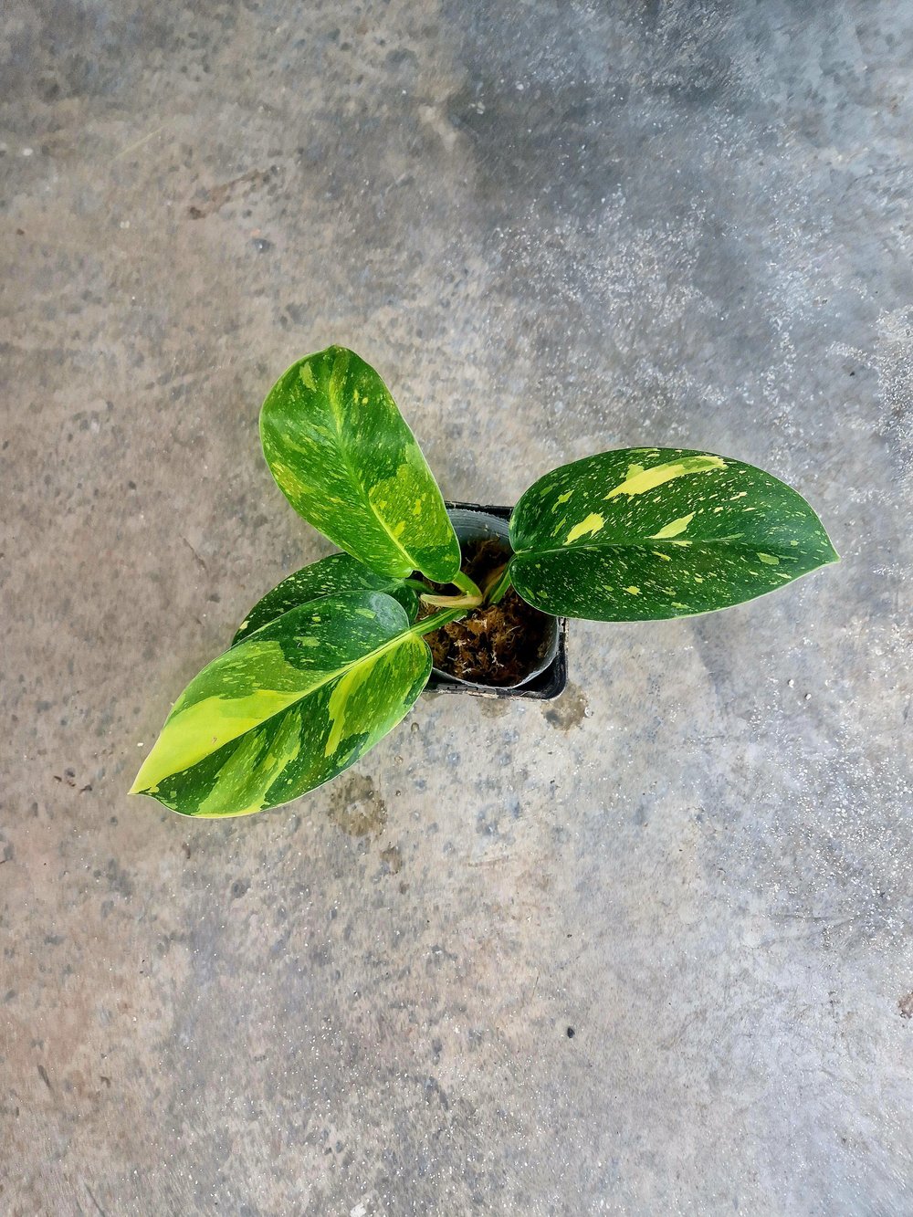 Store — The Rare Plant Shop