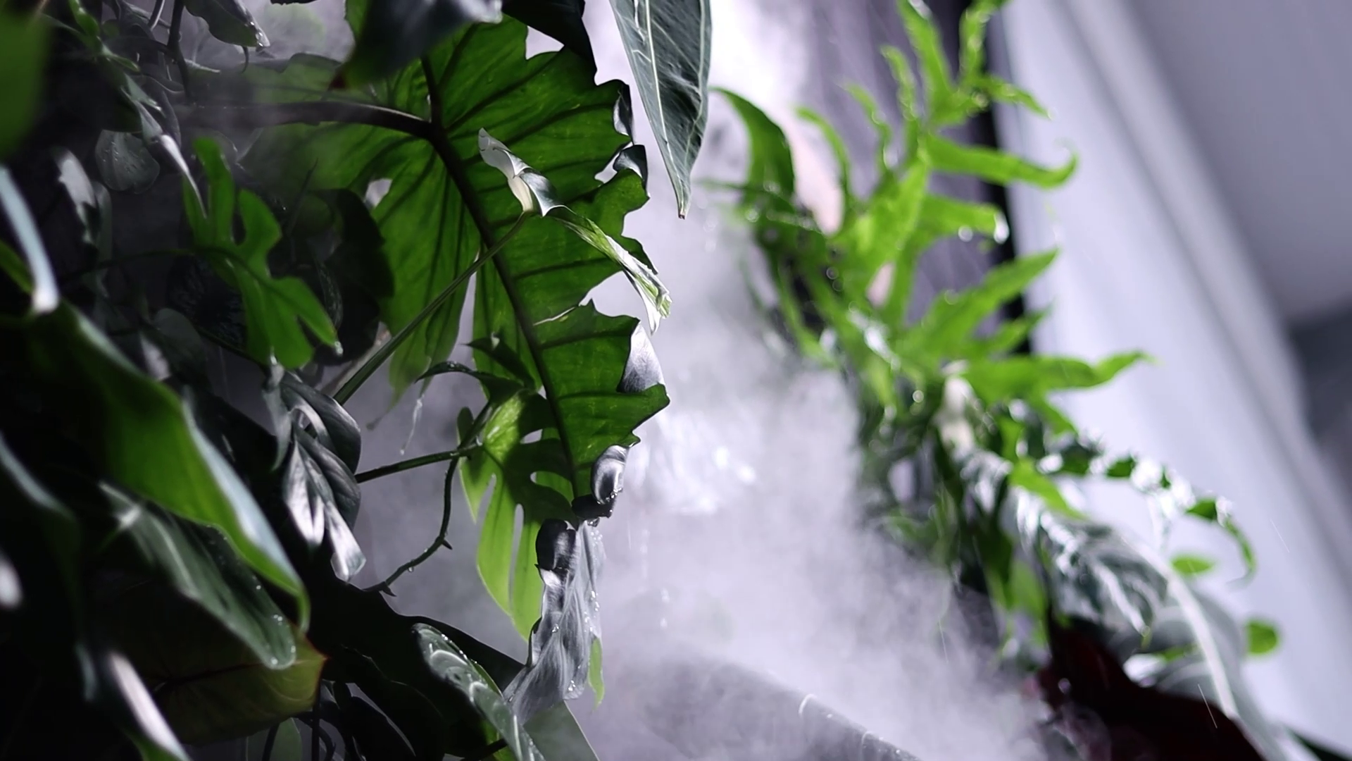 General 1 — The Rare Plant Shop