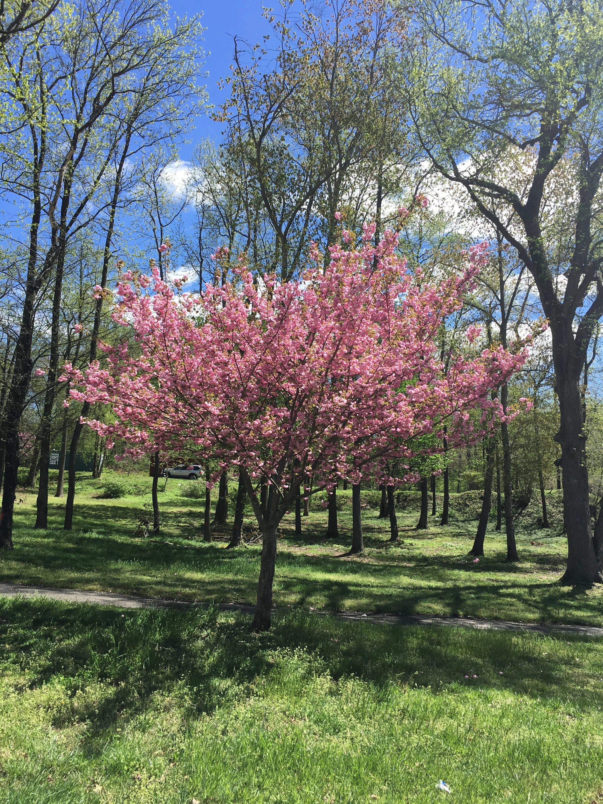 A pink flowering tree standing in a grassy park area with a clear blue sky, other trees, and a parked car in the background.