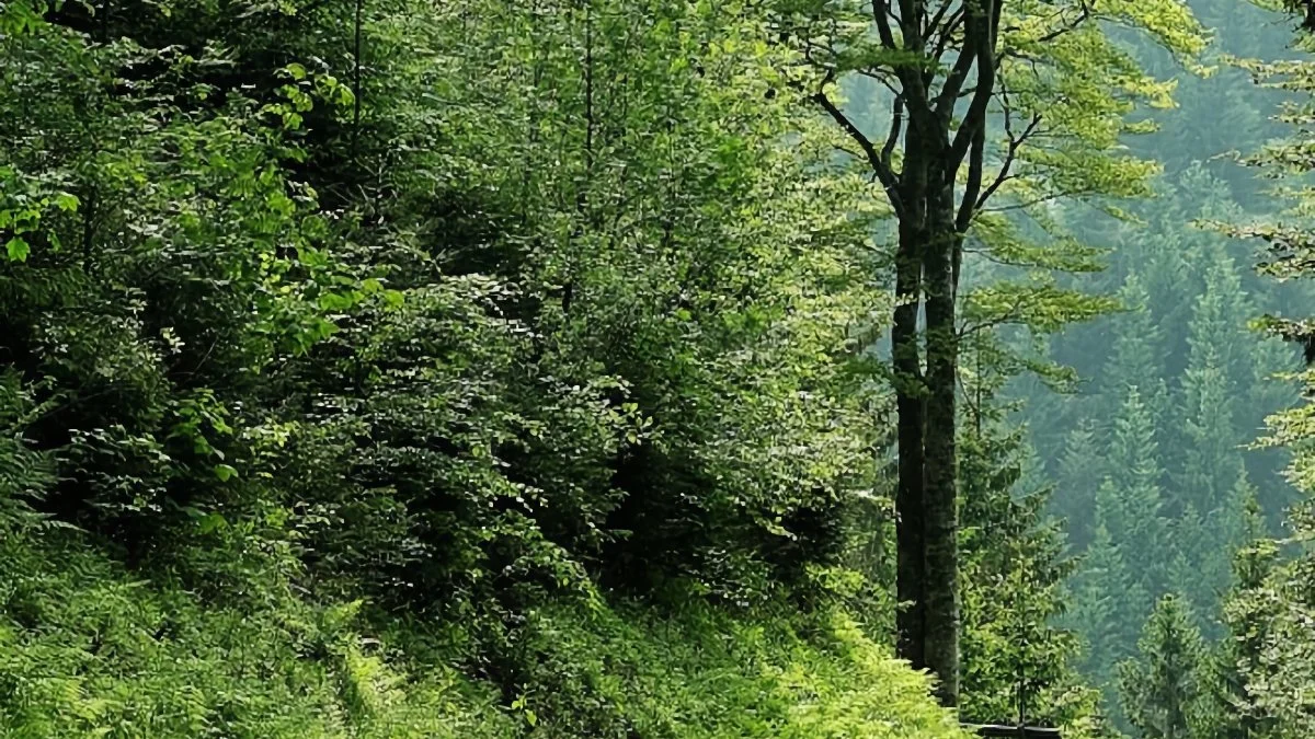 A lush green forest with tall trees and dense foliage