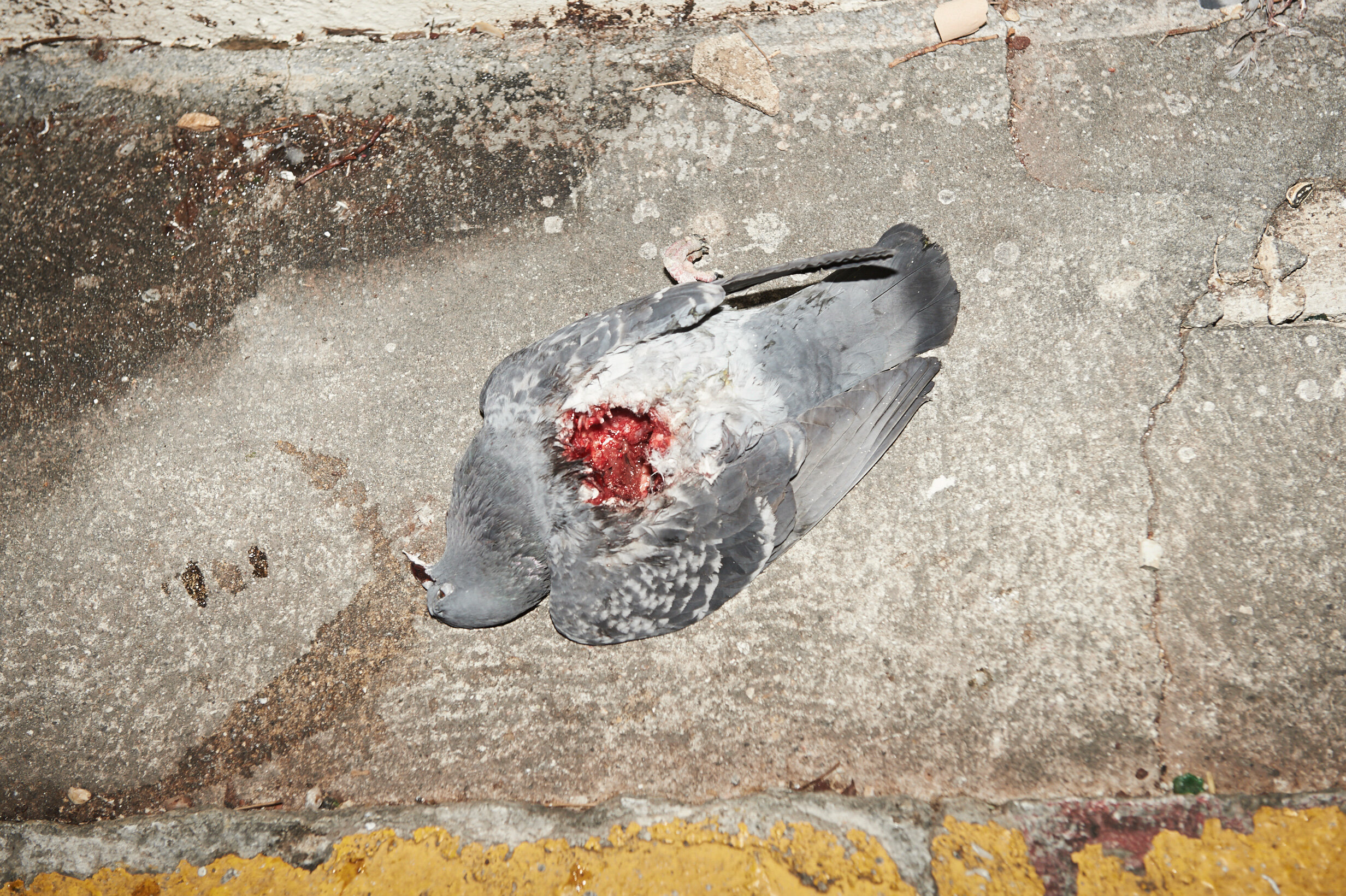 dead-pigeon-150202.jpg