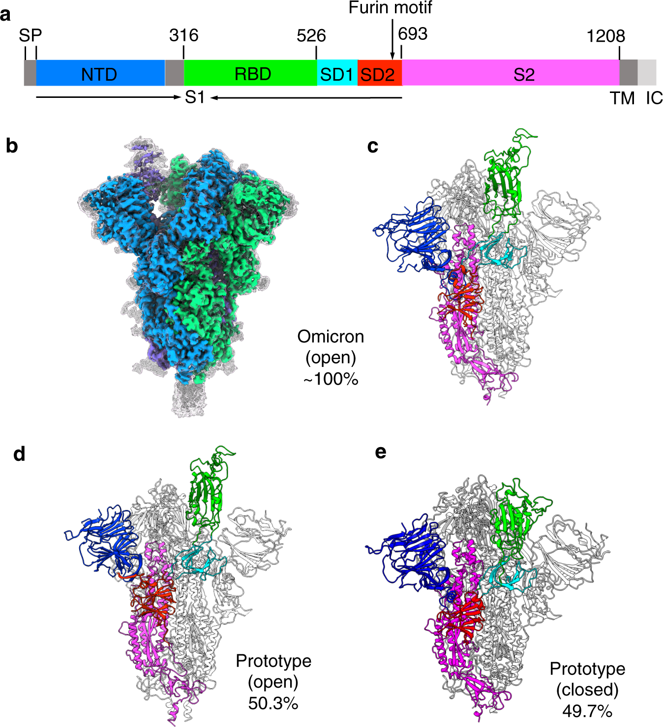 3D medical illustration of the SARS-CoV-2 coronavirus showing spike protein mutations associated with COVID-19 variants such as Alpha and Delta.