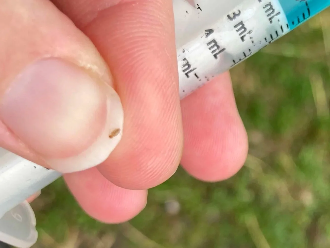 How to Prevent and Treat Goat Lice