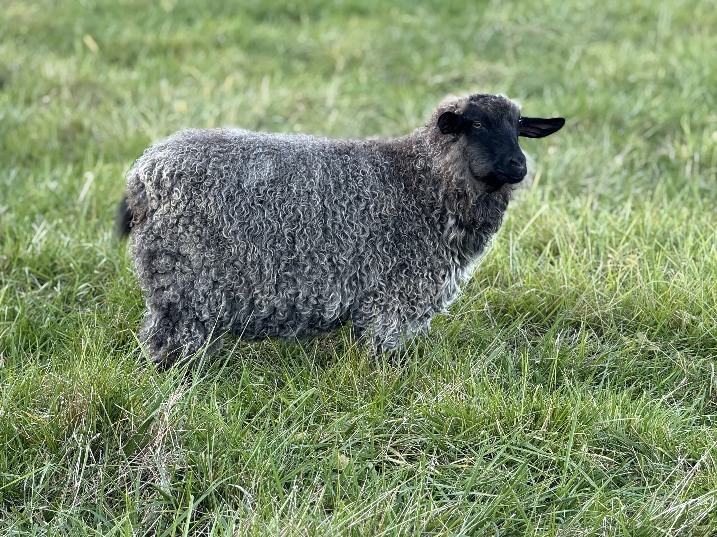 How Pygora Goats Change Color with Age