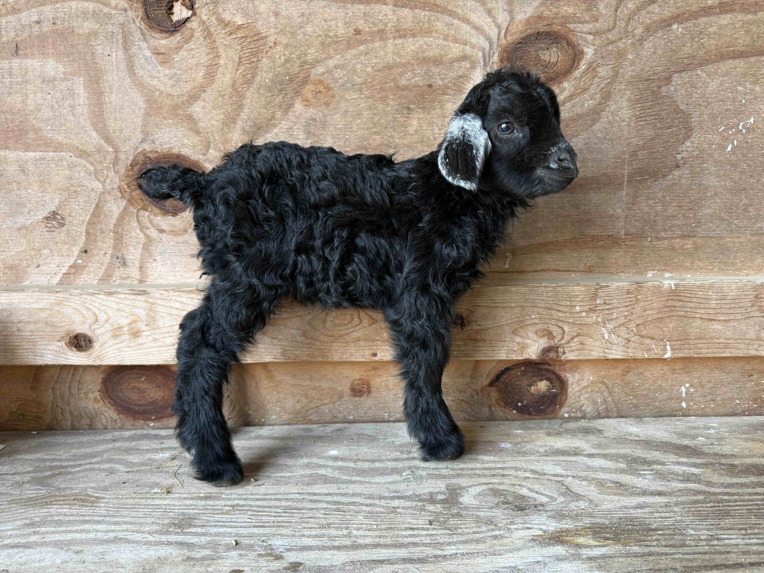 black doeling with white ears