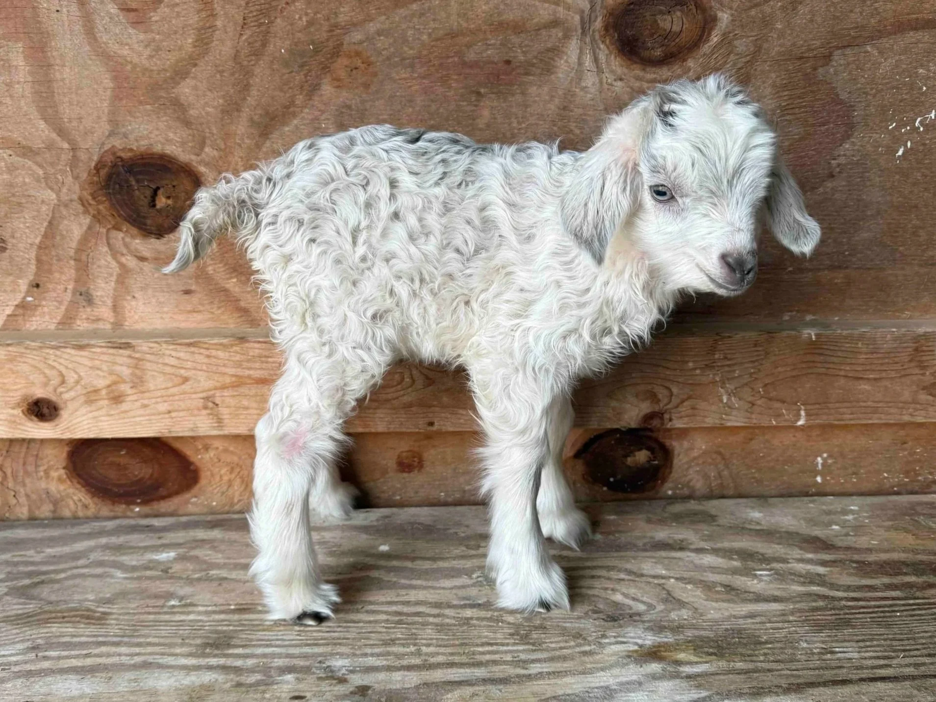 Light Gray agouti buckling