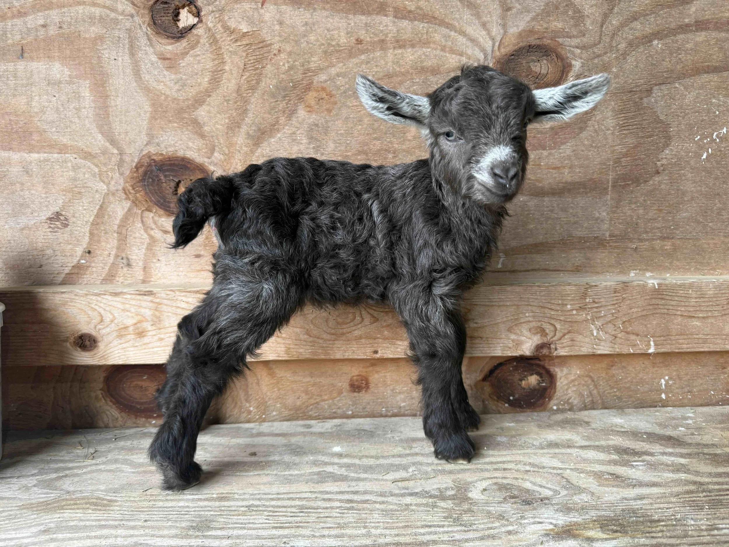 Brown doeling with white ears
