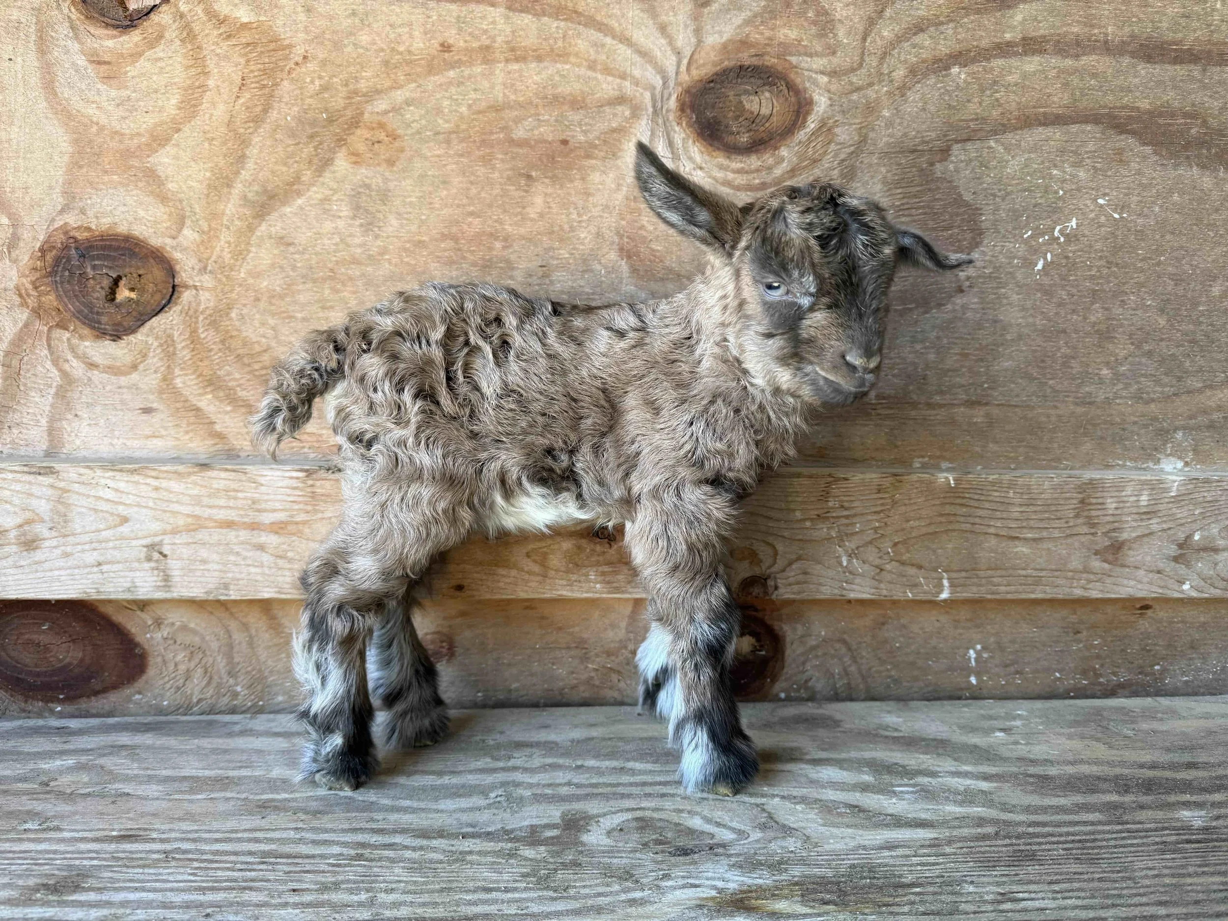 Brown caramel buckling