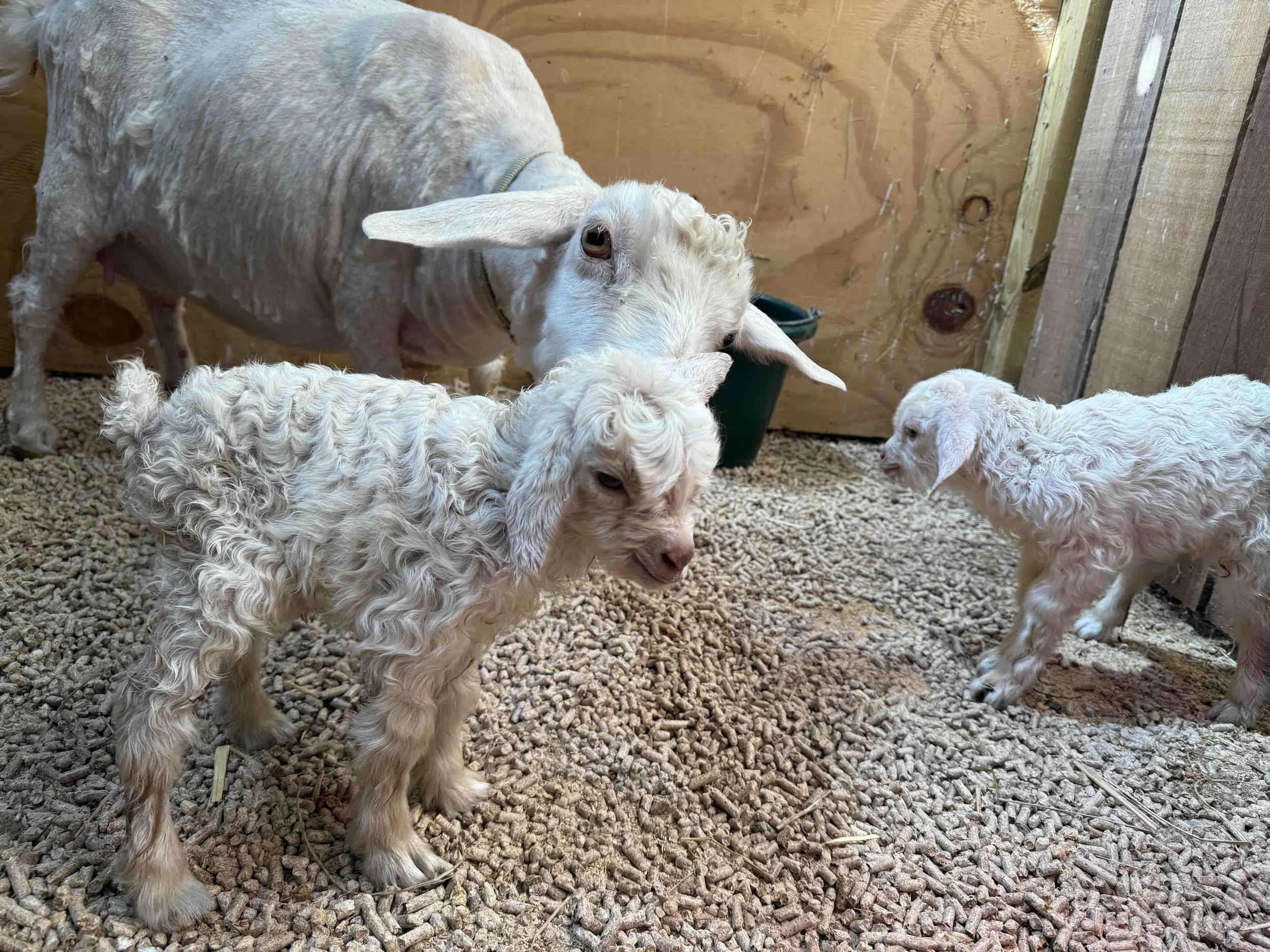 Goat Doe with two babies just after birth.