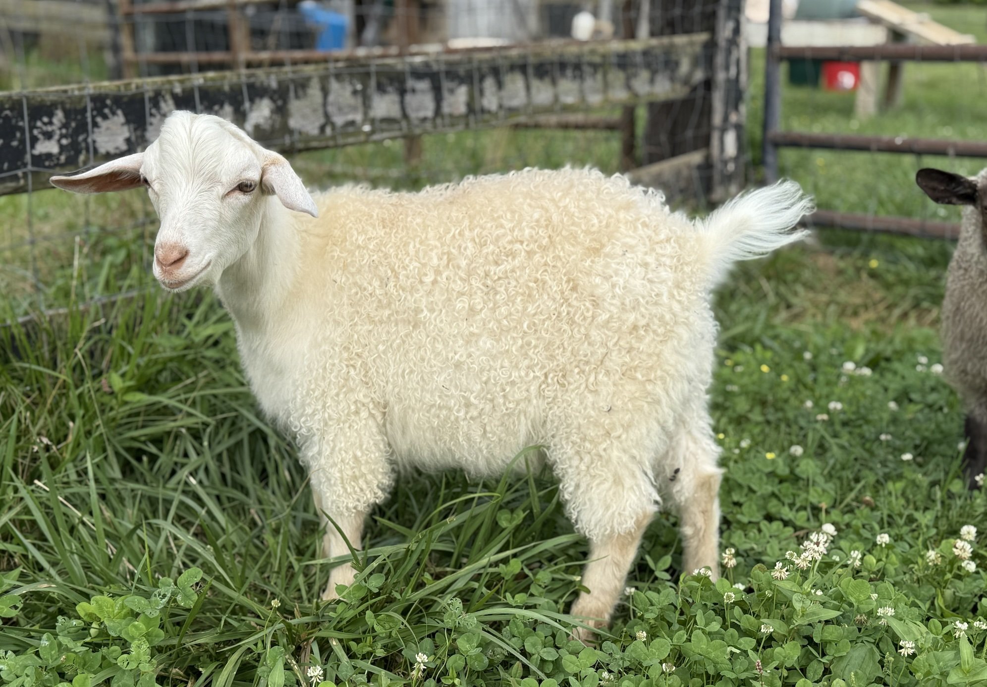 Rocky_ForSale1.jpg