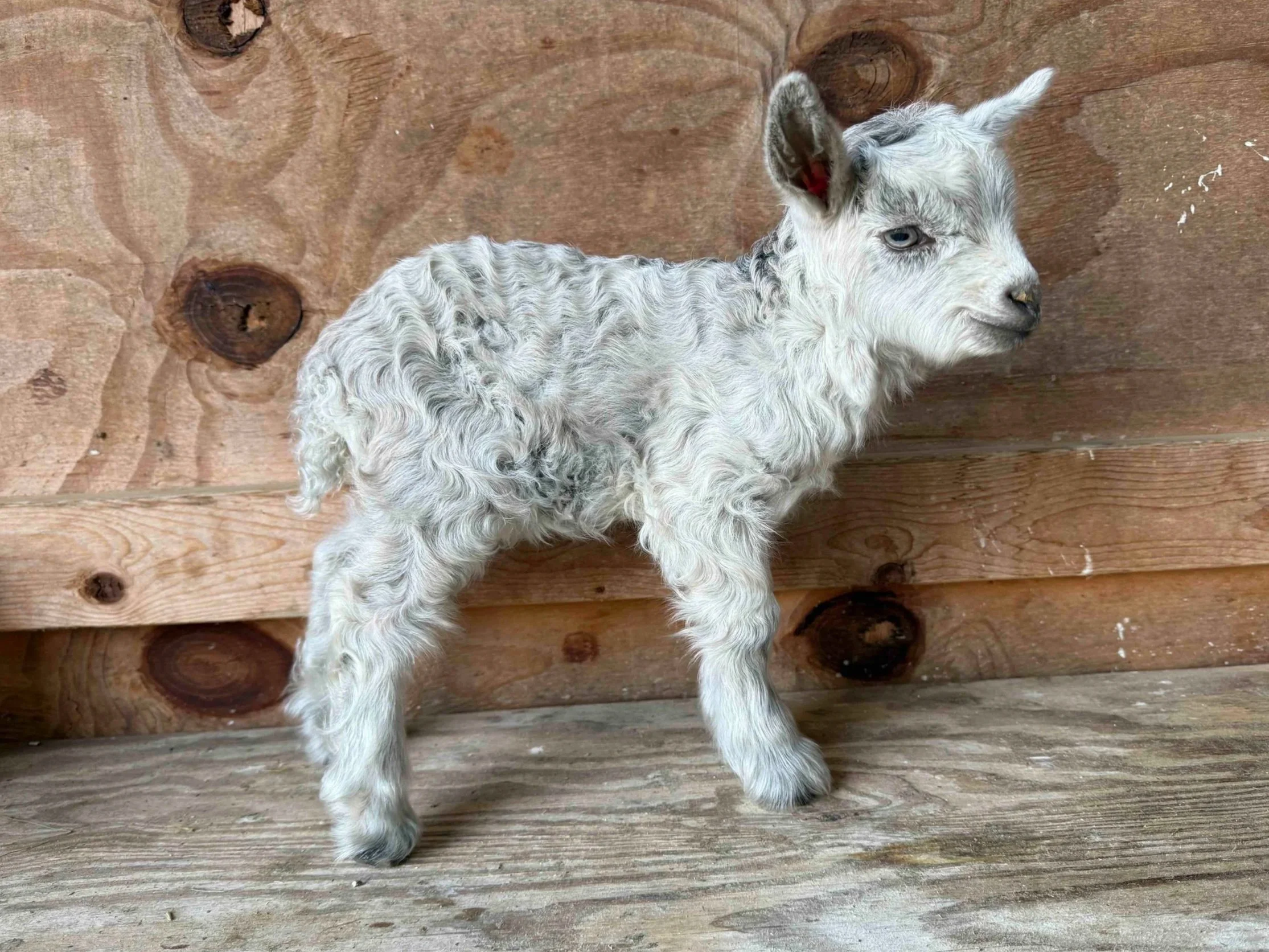 Gray Agouti Buckling