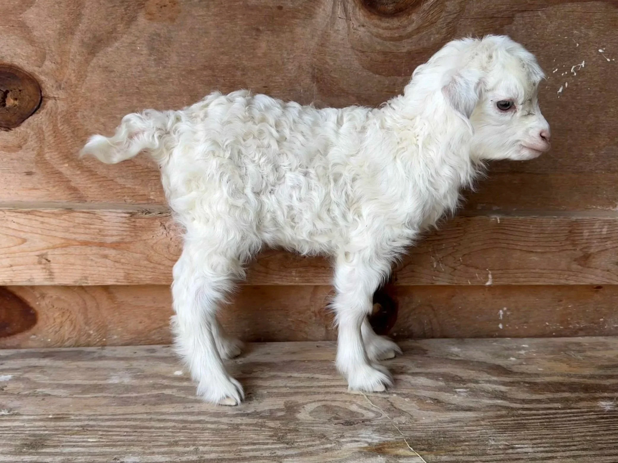 Small white buckling