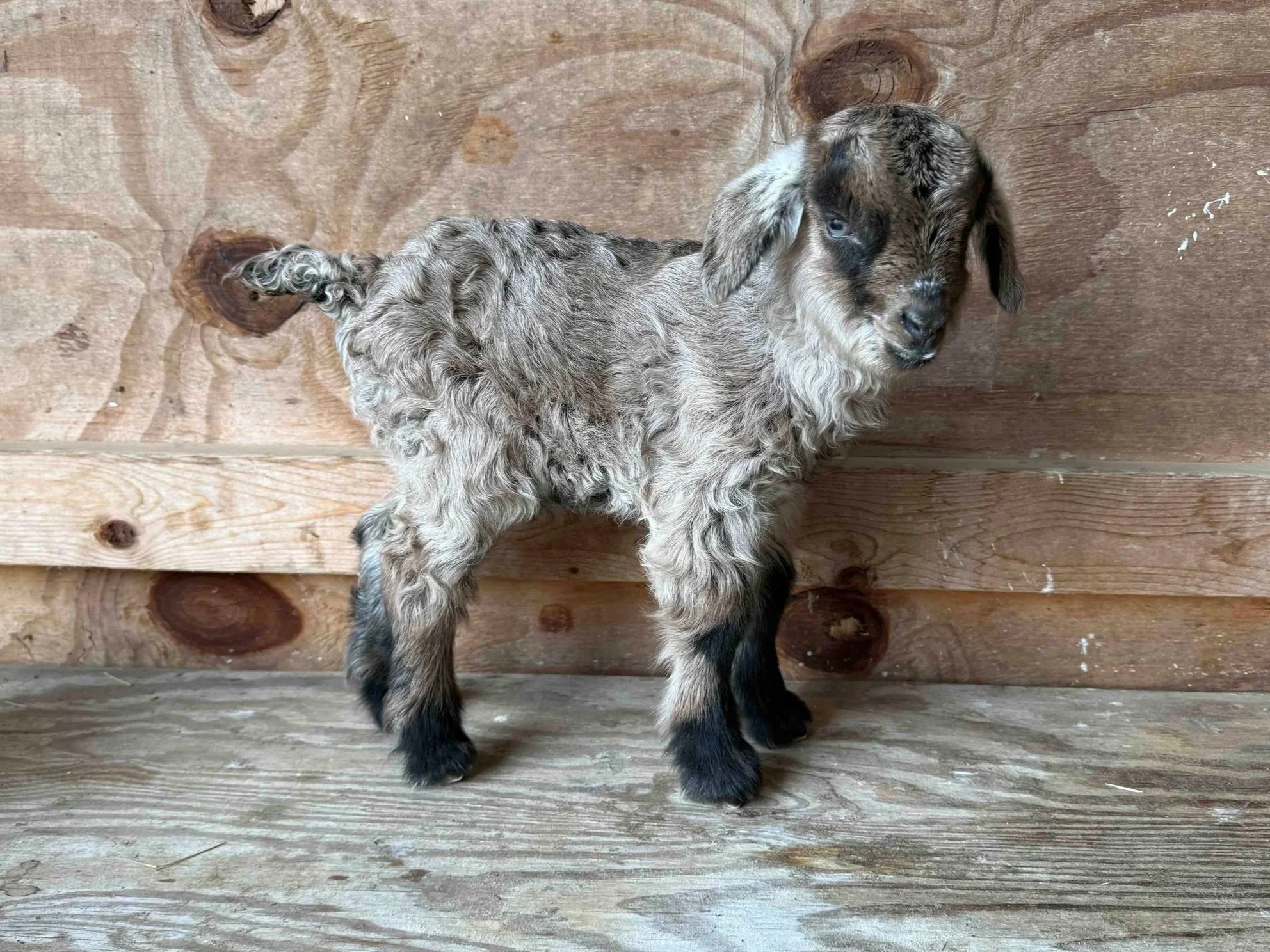 Brown Caramel Buckling