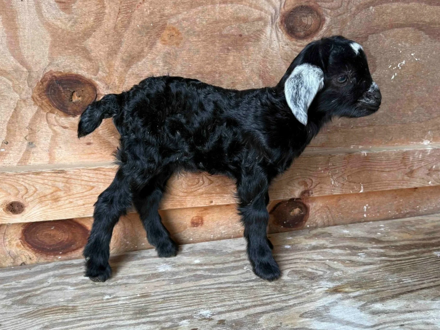 Black Buckling with white ears