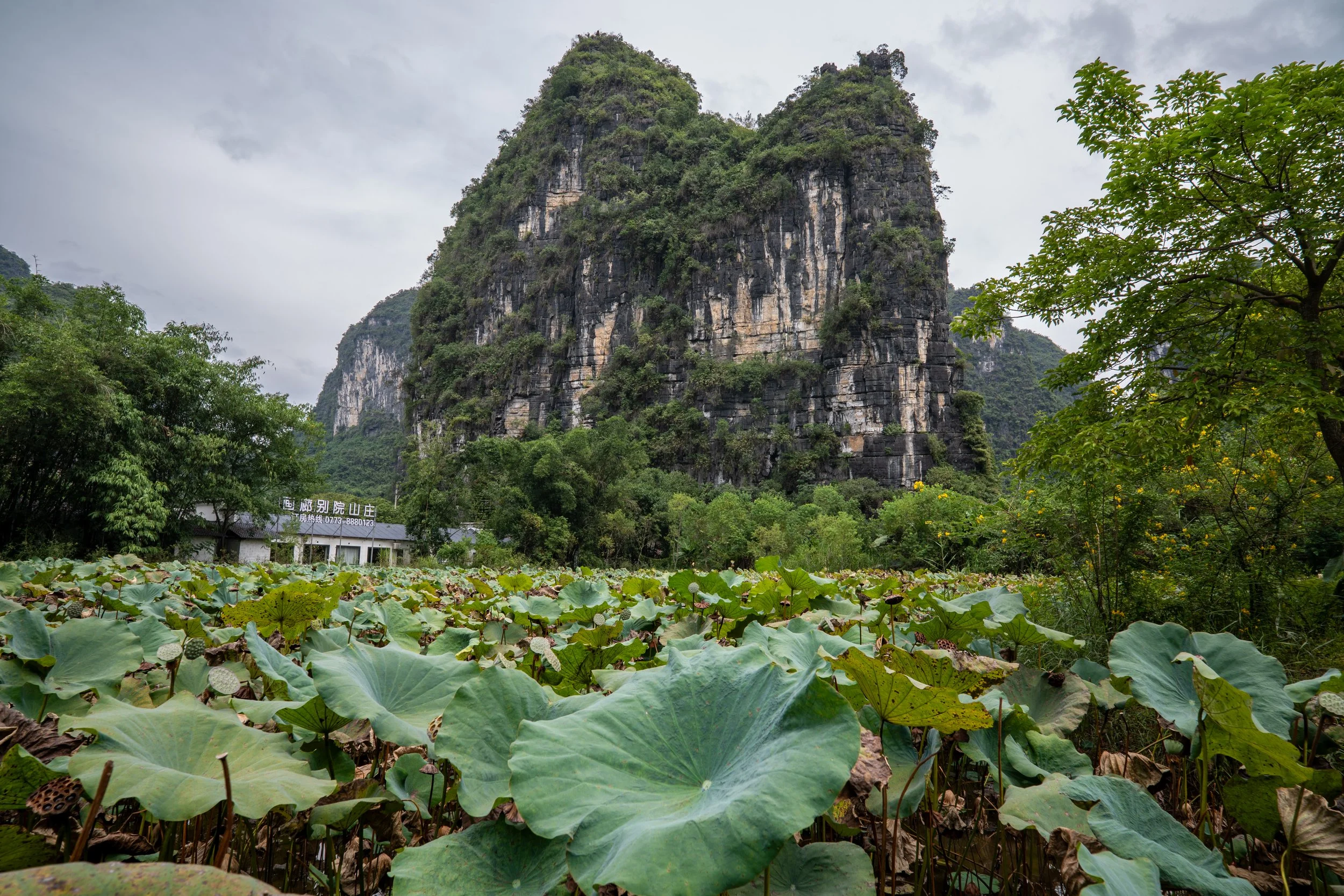 Lotus plants. The roots are harvested for food.