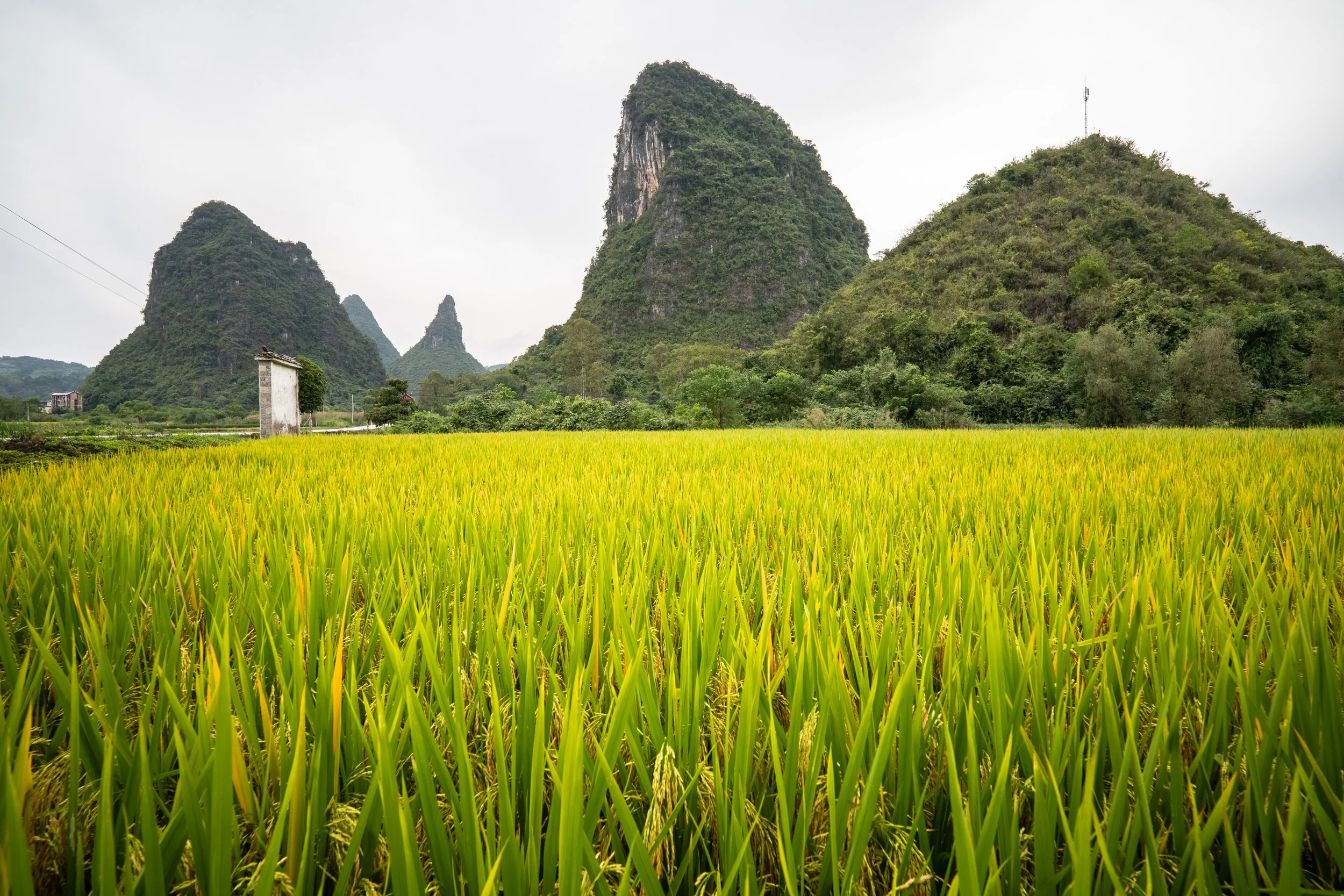 Rice, nearly ready to harvest.