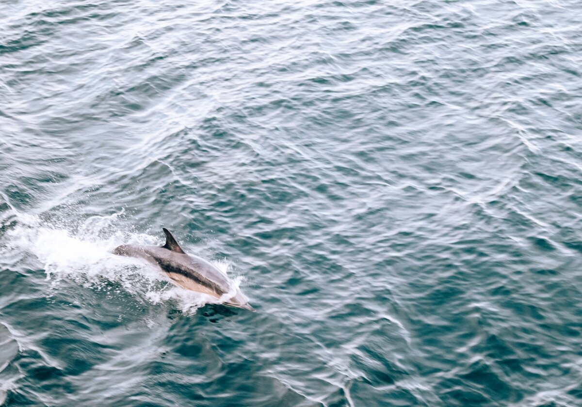 10-epic-things-to-do-scotland-wildlife-dolphins.jpg